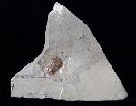 Peronopsis interstricta (WHITE 1874) - Bild © FossNet FossilienStore